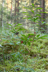 Daphne mezereum bush with berries in forest in sweden, early autumn 