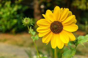 Big yellow flower at morning time with blurred background in the garden.