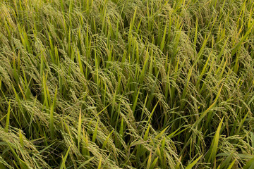 rice on field
