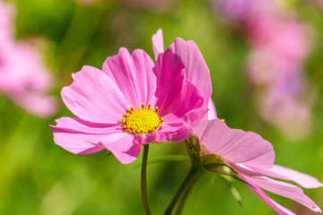 Fototapeta premium Big pink flower at morning time with blurred background in the garden.