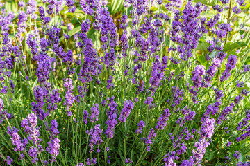 Obraz premium purple lavender flowers at morning time with blurred background in the garden.