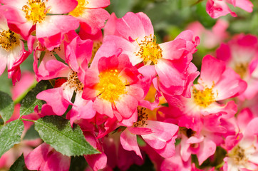 Pink roses flower blossom in a garden,nature background