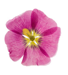 Pressed and dried pink flower mallow (malva), isolated