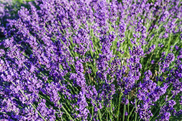 Fototapeta premium purple lavender flowers at morning time with blurred background in the garden.