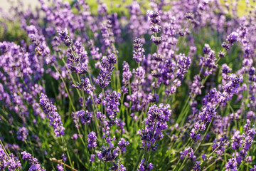 purple lavender flowers at morning time with blurred background in the garden.