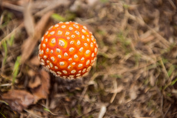 Toadstool