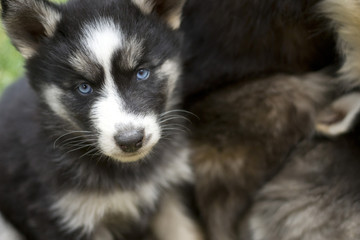 Cachorro Husky