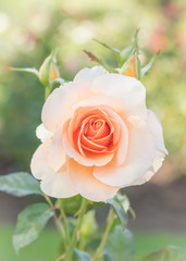 Close-up of pastel peach rose in full bloom