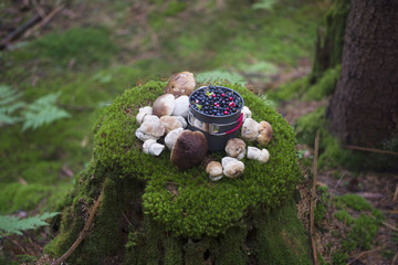 stump with mushrooms