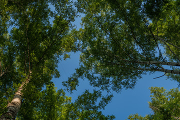 Birch branches and blue sky. Forest, birch grove