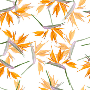Pattern of orange flowers Strelitzia on white background