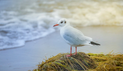 eine Möwe steht am Ostseestrand