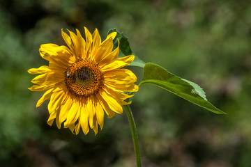 Big yellow flower at morning time with blurred background in the garden.