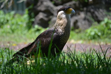 Águila