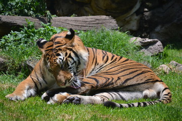 Tigre Bengala