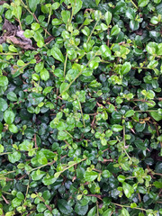 pattern from Carmona retusa. The texture of green small leaves of the tree branch.