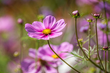 Big pink flower at morning time with blurred background in the garden.