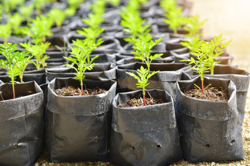 Young Plants Growing in a Plant Nursery with Bright Sunlight