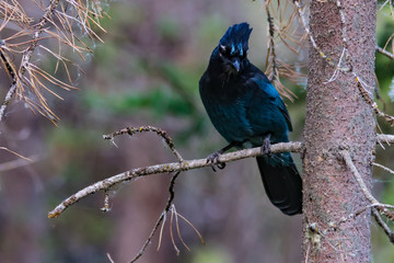 Stellar's Jay