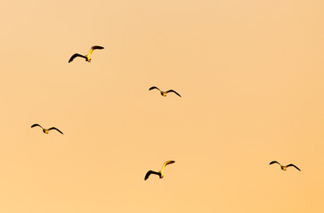 A flock of birds at sunset in nature