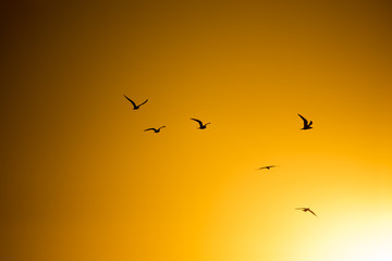 A flock of birds at sunset in nature