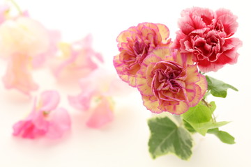 カーネーション