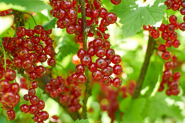 Red currant berries on bruch