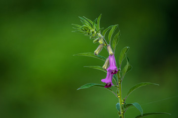 Pink Sesame Flowers