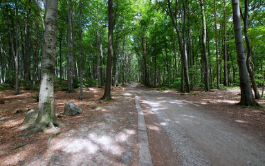 Szutrowa droga pośród pięknego zielonego, starego lasu na Dolnym Śląsku - obrazy, fototapety, plakaty