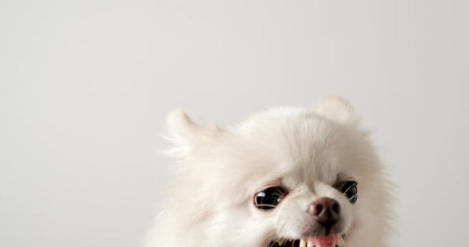 Pomeranian dog get angry