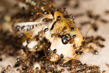 Ants eat a blacksmith in nature