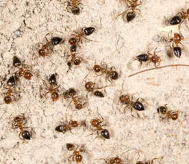 A lot of ants on the ground