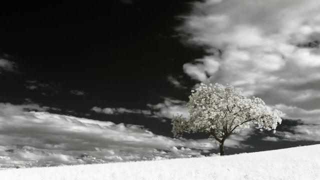 Timelapse infrarouge d'un arbre solitaire au milieu d'un champ.