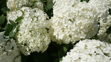Rose and white flowers in Moscow City park