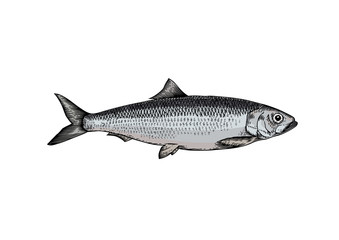 Drawing of whole herring