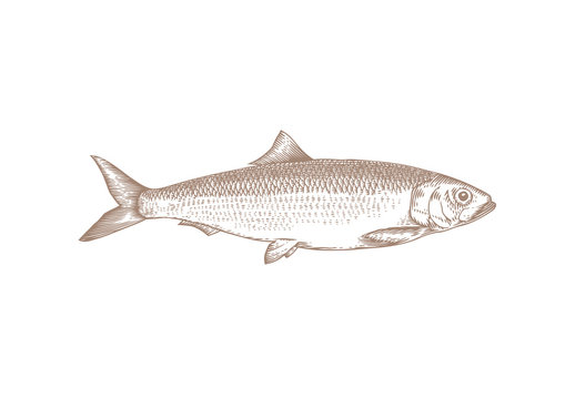 Drawing of whole herring