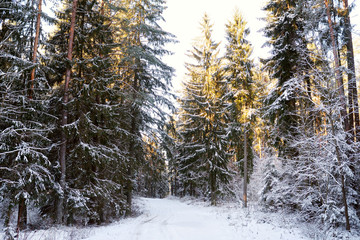 Bright sunny pine forest covered with snow in winter