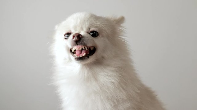 Pomeranian dog getting angry and barking
