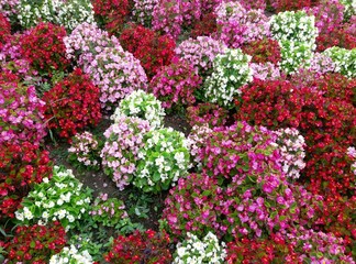 Obraz premium Blooms