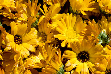 first spring flowers, sunlight - 170802510
