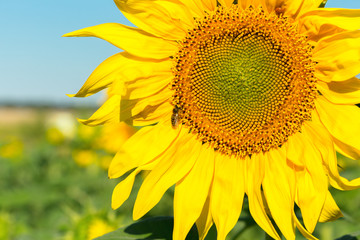 Obraz premium yellow sunflower