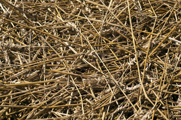 Cut wheat straw pile pattern.