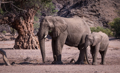 Fototapeta na wymiar Elephants, Damaraland, Namibia