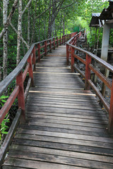 Wooden walkway through green Thailand forest.