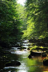 Tuinposter river in the green forest © jonnysek