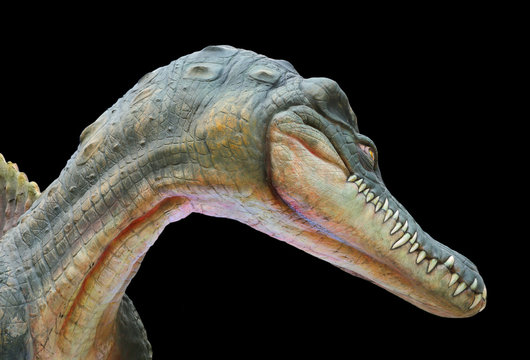 an aggressive Cretaceous dinosaur Spinosaurus or spiny lizard isolated on black background.