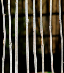 old bamboo wall, nature background.