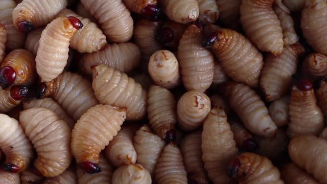 Red palm weevil, sago worm (Rhynchophorus ferrugineus) close up
