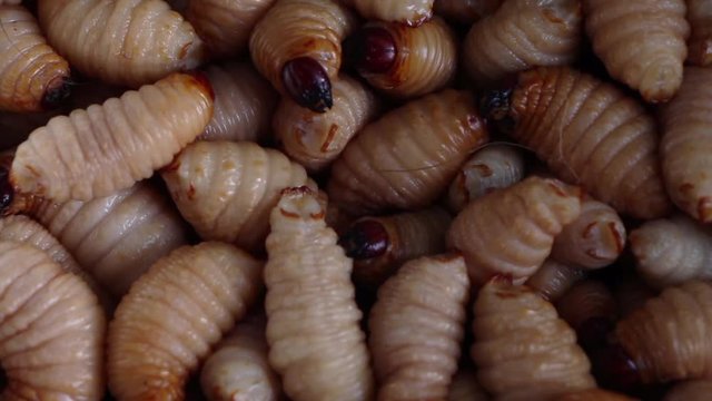 Red palm weevil, sago worm (Rhynchophorus ferrugineus) close up