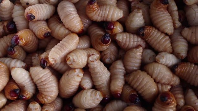 Red palm weevil, sago worm (Rhynchophorus ferrugineus) close up